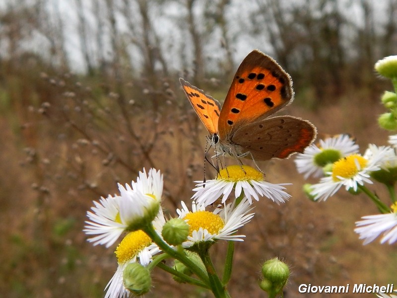 Parco del Ticino: incontri del 12.10.14